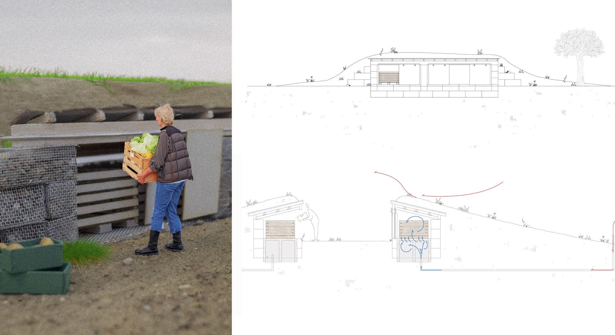 Une personne porte une caisse de légumes vers une cave semi-enterrée en gabions, à côté de coupes dessinées montrant la circulation de l’air